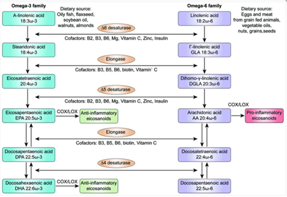 The Clinical Benefits of DPA in Fish Oil