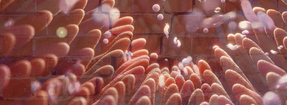 4 Key Strategies to Help Restore the Gut Barrier and Relieve Inflammation Intestinal Barrier