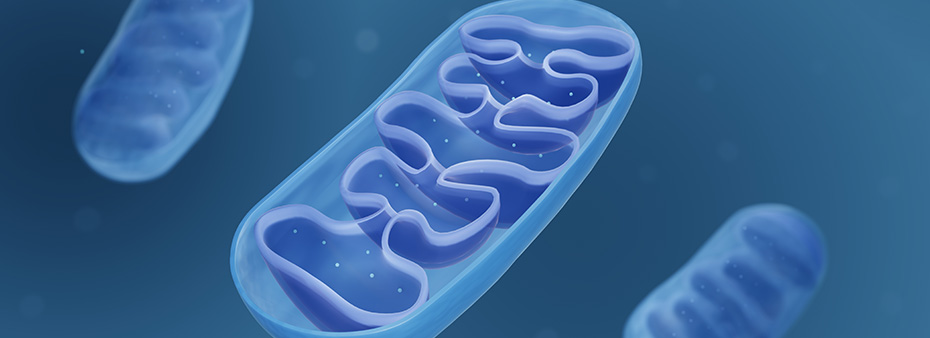 Mitochondria: The Forgotten Cause of Cardiovascular Disease Mitochondria: The Forgotten Cause of Cardiovascular Disease