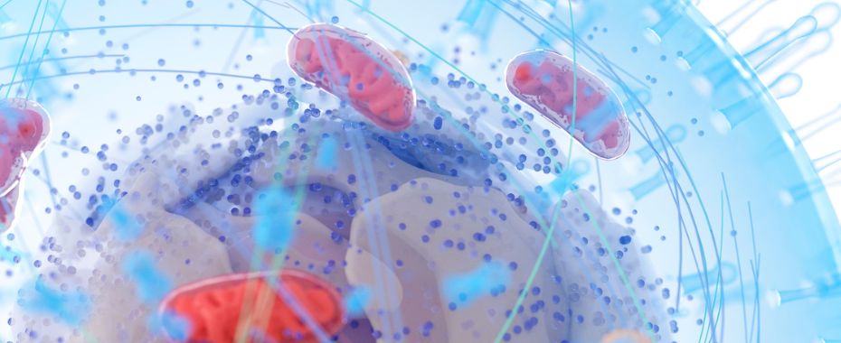Supporting Mitochondria: 3 Ways to Help your Patients Boost Cellular Energy Mitochondria